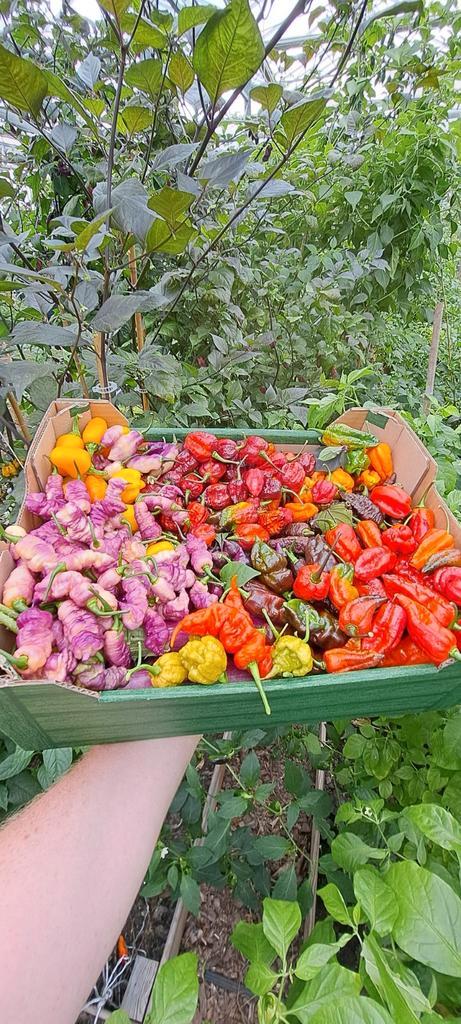 Verse pepers. Tm eind oktober elk weekend vers geplukt, Tuin en Terras, Bloembollen en Zaden, Volle zon, Ophalen of Verzenden