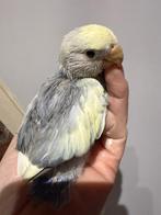 Babys agapornis, Dieren en Toebehoren, Vogels | Parkieten en Papegaaien, Geslacht onbekend, Dwergpapegaai of Agapornis, Tam