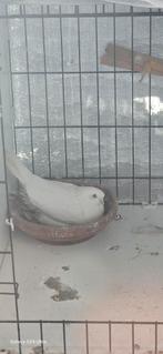 1705LD, Meerdere dieren, Postduif