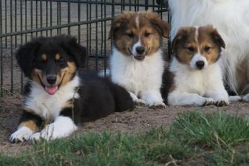 Schotse Collie x Australian Shepherd pups beschikbaar voor biedingen