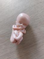 Model ongeboren kindje 12 wkn, Ophalen of Verzenden, Nieuw, Mens