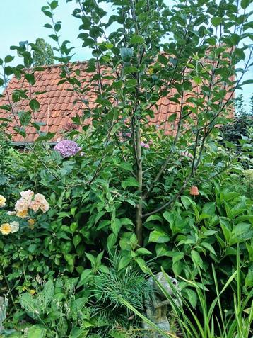 Prachtige appelboom van 3 meter hoog beschikbaar voor biedingen