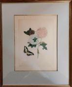 Vintage vlinder prent in lijst .. Maria Sibylla Merian ..., Antiek en Kunst, Kunst | Schilderijen | Klassiek, Ophalen of Verzenden
