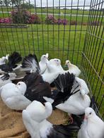 Pauwstaarten, Dieren en Toebehoren, Meerdere dieren, Kip