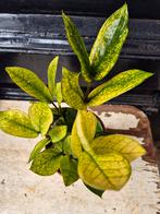 Zamioculcas zamiifolia Chameleon p12 (4), Ophalen of Verzenden, Halfschaduw, Minder dan 100 cm