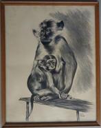Jan Mensink  apen tekening Japanse Makaak Zoo, Ophalen of Verzenden