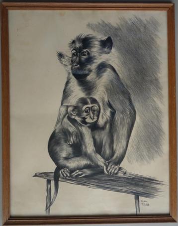 Jan Mensink  apen tekening Japanse Makaak Zoo