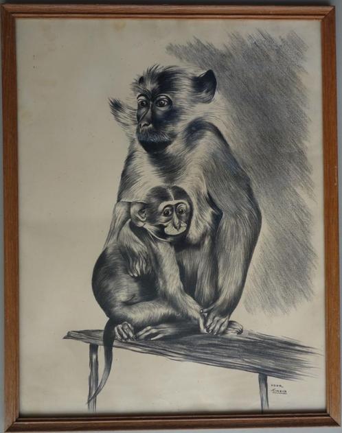 Jan Mensink  apen tekening Japanse Makaak Zoo, Antiek en Kunst, Kunst | Tekeningen en Foto's, Ophalen of Verzenden