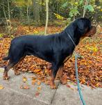 ‼️FCI STAMBOOM ROTTWEILERDEKREU‼️, Dieren en Toebehoren, Honden | Dekreuen, Rabiës (hondsdolheid), Reu, 1 tot 2 jaar, Eén hond