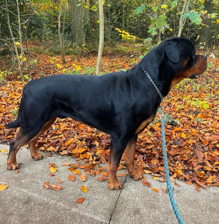 ‼️FCI STAMBOOM ROTTWEILERDEKREU‼️, Dieren en Toebehoren, Honden | Dekreuen, Reu, Particulier, Eén hond, Nederland, 1 tot 2 jaar