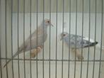 diamantduifje's *, Dieren en Toebehoren, Vogels | Overige Vogels, Tropenvogel