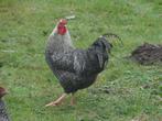 jonge kruising Amrock haan, Dieren en Toebehoren, Pluimvee, Mannelijk, Kip