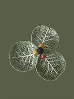 Bordalo Pinheiro vintage koolblad serveer schaal izgs fruits, Ophalen of Verzenden