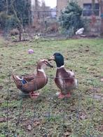 broedeieren van Rouaaneend (franse vleeseend), Dieren en Toebehoren, Meerdere dieren, Eend