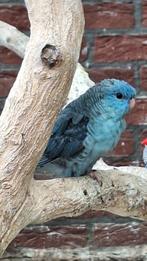 Mooie jonge catharina parkieten mannen 2025....., Dieren en Toebehoren, Vogels | Parkieten en Papegaaien, Mannelijk, Parkiet, Geringd