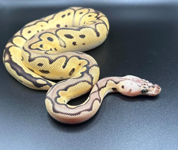 1.0 Pastel Clown ball python regius te koop