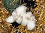Baby konijntjes, Dieren en Toebehoren, Meerdere dieren, Dwerg