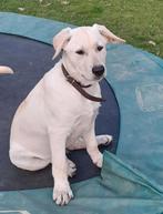 Nog 5 witte herder x labrador pups te koop., Dieren en Toebehoren, Honden | Herdershonden en Veedrijvers, 15 weken tot 1 jaar