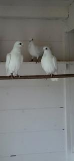 Figurita duiven witte, Dieren en Toebehoren, Vogels | Duiven, Meerdere dieren, Overige soorten