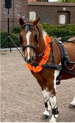 Bonte TOP A-pony compleet met koets tuig en zadel, Niet van toepassing, A pony (tot 1.17m), 7 tot 10 jaar, Merrie