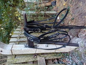 Shetlander mentuig beschikbaar voor biedingen