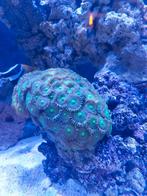 Buttons koraal, Dieren en Toebehoren, Vissen | Aquariumvissen, Overige typen