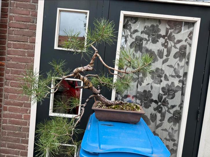 Pinus Sylvestris Bonsai Grove Den Cascade, Tuin en Terras, Planten | Bomen, Overige soorten, Minder dan 100 cm, Halfschaduw, Bloeit niet