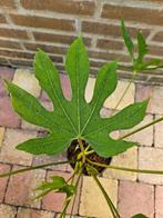 Fatsia polycarpa ‘Green Fingers’  - Vingerplant, Ophalen, Zomer, Halfschaduw