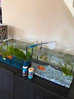 Guppy’s + 2 kommen, Ophalen of Verzenden, Zo goed als nieuw