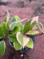 Hoya carnosa ‘“flamingo dream “, Huis en Inrichting, Kamerplanten, Ophalen of Verzenden, Halfschaduw, Minder dan 100 cm
