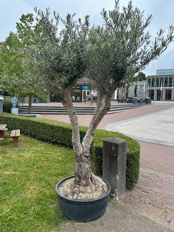 Grote vertakte olijfboom in lowpot beschikbaar voor biedingen