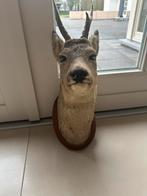 Prachtige opgezette Hertenkop op houten bord., Ophalen of Verzenden, Gebruikt