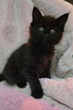 Mooie maine coon kitten, Gechipt