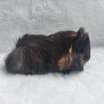 Cavia opvang, Dieren en Toebehoren, Knaagdieren, Meerdere dieren, Cavia, Voor 1 juli 2024, Tam