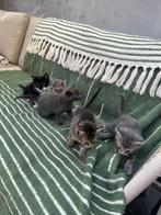 Lieve kittens aangeboden, Meerdere dieren