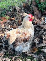 Cochin kriel kuiken 3 maanden haantje Coco, Dieren en Toebehoren, Pluimvee, Mannelijk, Kip