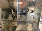 Rode Acara Hemichromis Bimaculatus Cichliden 22stuks, Dieren en Toebehoren, Vissen | Aquariumvissen, Vis, Zoetwatervis