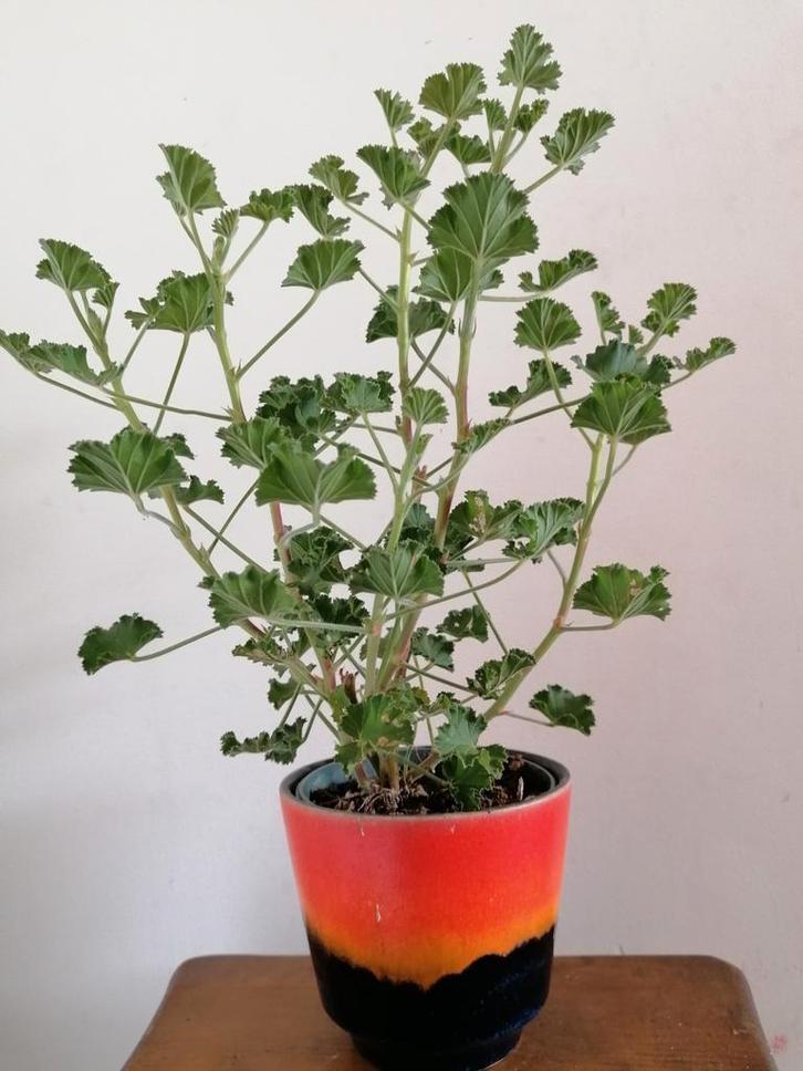 Cola geranium pelargonium, Huis en Inrichting, Kamerplanten, Minder dan 100 cm, Halfschaduw, Ophalen of Verzenden