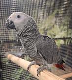 Super tamme grijze roodstaart pop, Dieren en Toebehoren, Vogels | Parkieten en Papegaaien, Vrouwelijk, Papegaai, Geringd