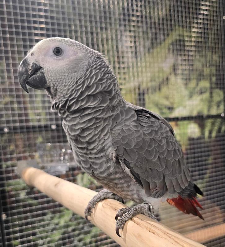 Super tamme grijze roodstaart pop, Dieren en Toebehoren, Vogels | Parkieten en Papegaaien, Papegaai, Vrouwelijk, Tam, Geringd