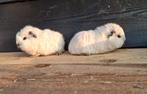 Ch teddy, Juli, Mannelijk, Cavia