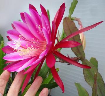 Bladcactus - Epiphyllum GEEL en PAARS samen beschikbaar voor biedingen