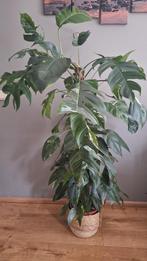 Epipremnum pinnatum variegata, Huis en Inrichting, Ophalen, Overige soorten, Minder dan 100 cm