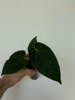 Anthurium papillilaminum X crystallinum, Huis en Inrichting, Kamerplanten, Ophalen of Verzenden, Overige soorten, Minder dan 100 cm