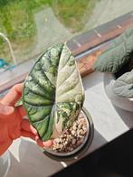 Alocasia dragon scale variegata knolletjes, Huis en Inrichting, Kamerplanten, Ophalen of Verzenden, Halfschaduw, Minder dan 100 cm
