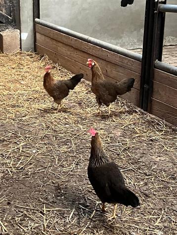 Patrijs leghorn hennen met onverwante haan beschikbaar voor biedingen
