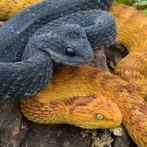 Op zoek naar atheris squamigera, Dieren en Toebehoren, Slang, 0 tot 2 jaar