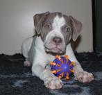 American Bully XL Puppies, Dieren en Toebehoren, Honden | Bulldogs, Pinschers en Molossers, Overige rassen, 8 tot 15 weken, Meerdere