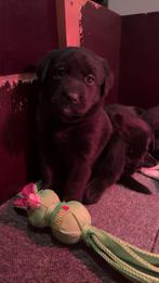 Mooie lieve labrador pups te koop, Dieren en Toebehoren, Honden | Retrievers, Spaniëls en Waterhonden, 8 tot 15 weken, Labrador retriever