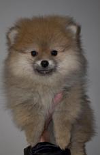 Pomariaan pupjes (mini), Particulier, Rabiës (hondsdolheid), Overige rassen, 8 tot 15 weken